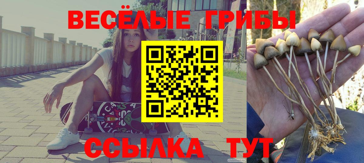 Торжок  Галлюциногенные грибы прущие грибы  Вход с VPN  Псилоцибиновые грибы GOLDEN TEACHER 